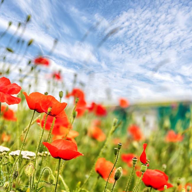 Bloeiende grondwallen en bermen in Trade Port Noord