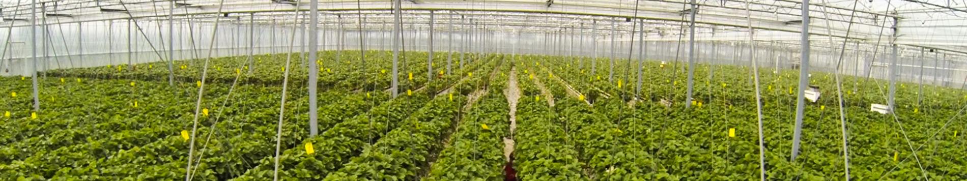 Glastuinbouwgebied Siberië