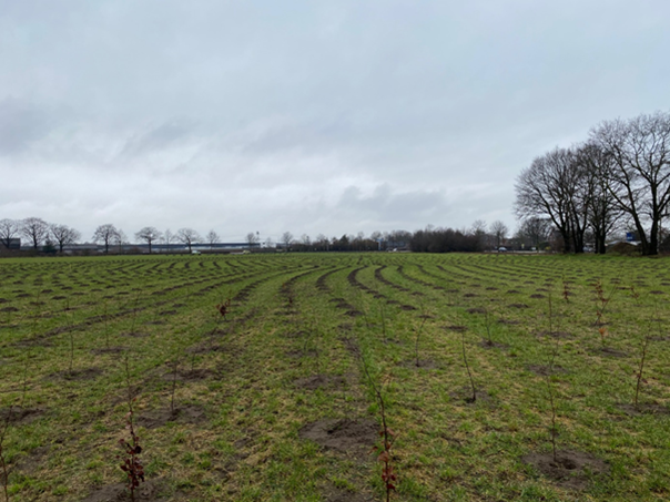 17 voetbalvelden nieuwe natuur in buurtschap Californië