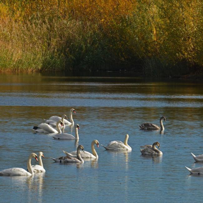 Waterpret in Trade Port Noord